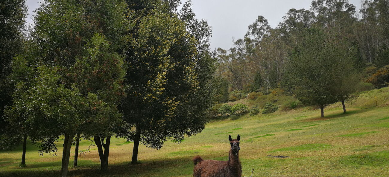 Lama auf einer Wiese mit Bäumen